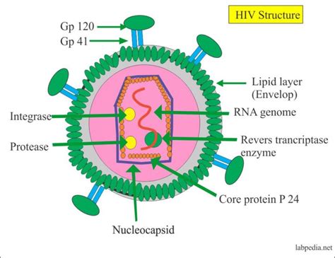 Human Immunodeficiency Virus Hiv Virus Aids Acquired