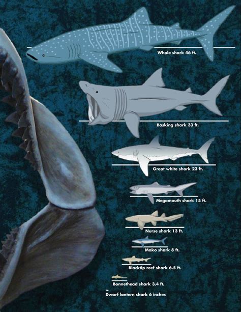 What Is The Biggest Shark A Chart Shows The Diversity Of Shark Sizes
