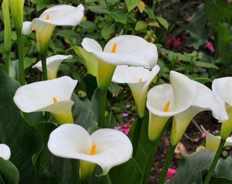 Pack Of Three Zantedeschia Aethiopica Hardy White Calla Arum Lily Plants