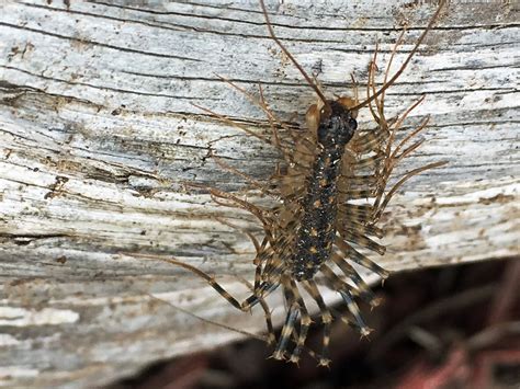 Mobugs House Centipede