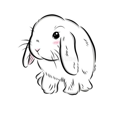 Lop Rabbit Stock Illustrations 100 Lop Rabbit Stock Illustrations