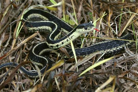 Garter Snake “mating Balls” Just North Of Peterborough Drew Monkman
