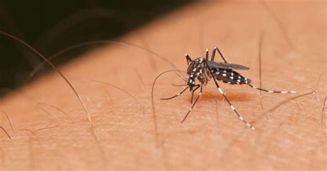 Invasive Mosquitoes Are Spreading Across Los Angeles County Have You