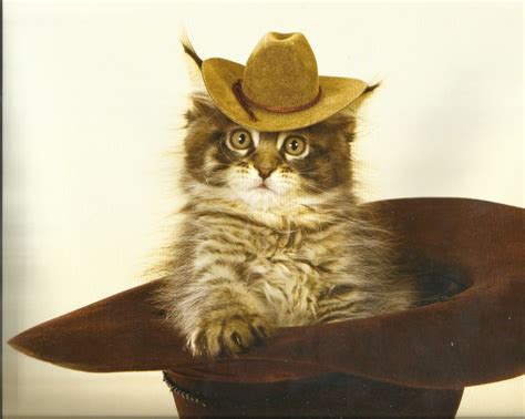 19 Best Cats In Cowboy Hats Images On Pinterest Cowboy Hats Cowboys And Cats In Hats
