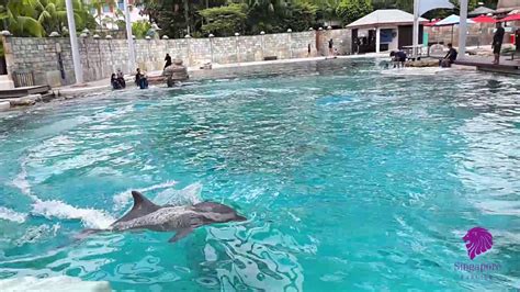 Singapore เล่นกับโลมา Dolphin Island At Resort World Sentosa