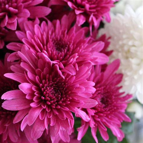 November Birth Flowers Chrysanthemums And Peonies Floraly