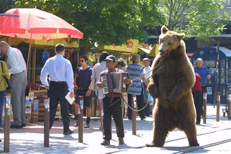 Bears No Longer Dance In South Eastern Europe But Captivity And Mistreatment Are Still An Issue