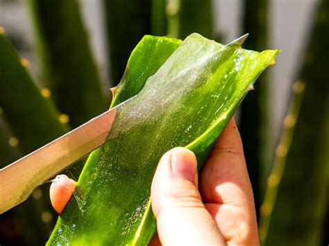 How To Cut Aloe Vera Plants Properly Complete Guide