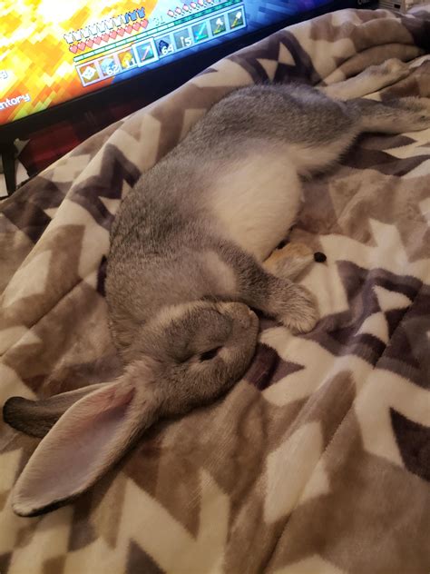 He looks like a stuffed animal! : Rabbits Pet Bunny Rabbits, Baby