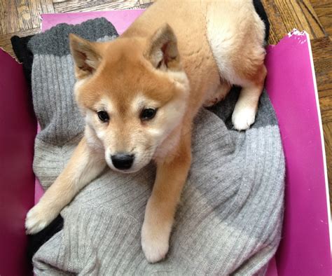 I Think Shiba Inus Have The Cutest Puppies Ever Heres 13 Photos To