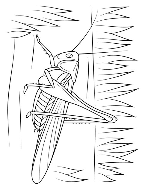 Free Cricket Insect Coloring Pages Download And Print Cricket Insect