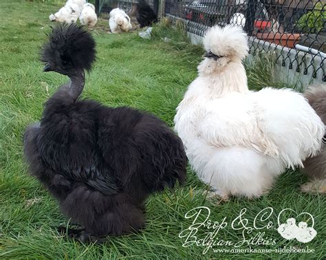 Usa Showgirl And Silkie Amerikaanse Zijdehoen Be Fancy Chickens Chickens And Roosters Silkie