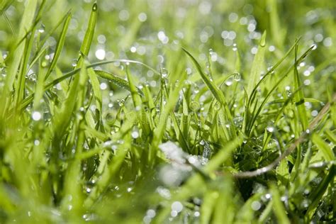 Dewy Grass At Ground Level Stock Photo Image Of Lush 20070072