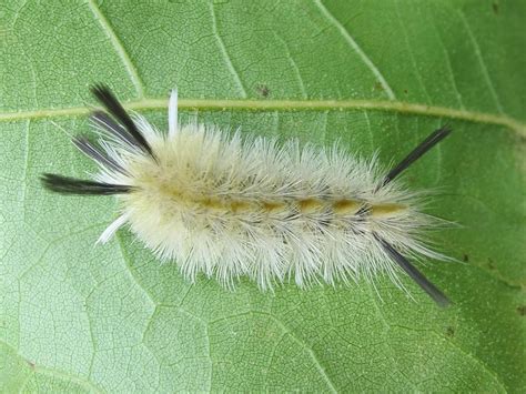 Do Banded Tussock Moth Caterpillar Sting