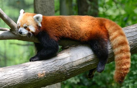 21 Fun Facts About Red Pandas For Kids Shit Facts
