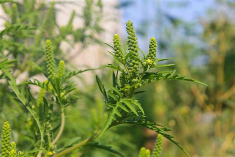 Ragweed Allergy Causes Symptoms Treatments And More