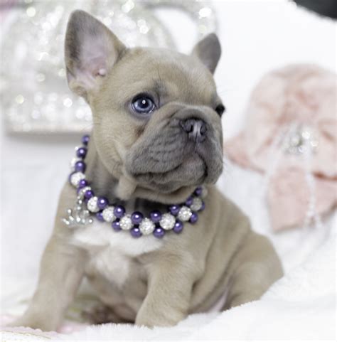 Whether they're wearing clothes or are leaping for a toy, frenchies make divine photo subjects. Fiji - Micro French Bulldog F. | PetMe Teacup Puppies