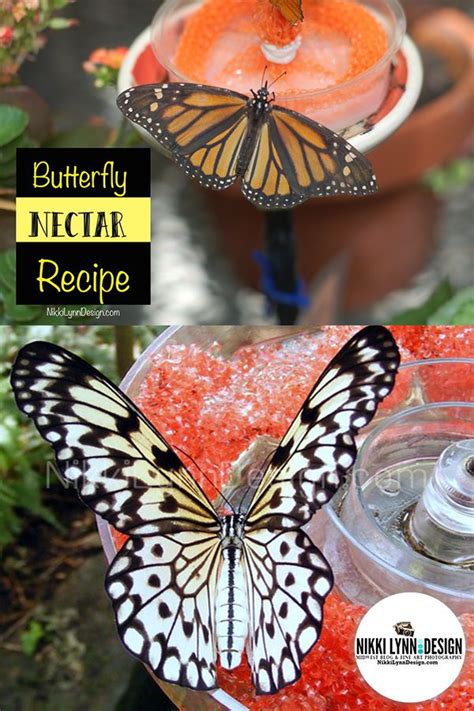 Two Butterflies Sitting On Top Of A Bowl Filled With Red And White
