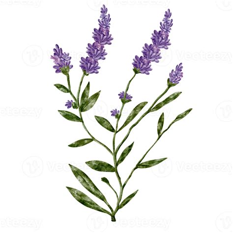 Watercolor Lavender Flower Clip Art 16548467 Png