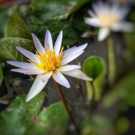Maybe you would like to learn more about one of these? #water_lilies | Aquatic garden, Water lilies, Plants