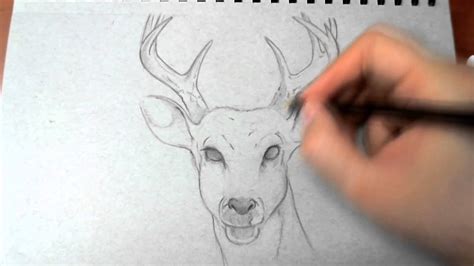 Elk Head Sketch At Explore Collection Of Elk Head