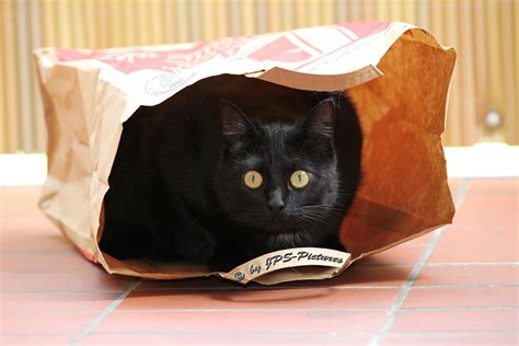 Black Cat In A Paper Bag Foto And Bild Tiere Haustiere Katzen Bilder