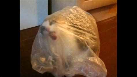 Cats may chew on everything from plastic bags and wires to wood and certain types of fabrics. Cat Licking Plastic Bag from the Inside - YouTube