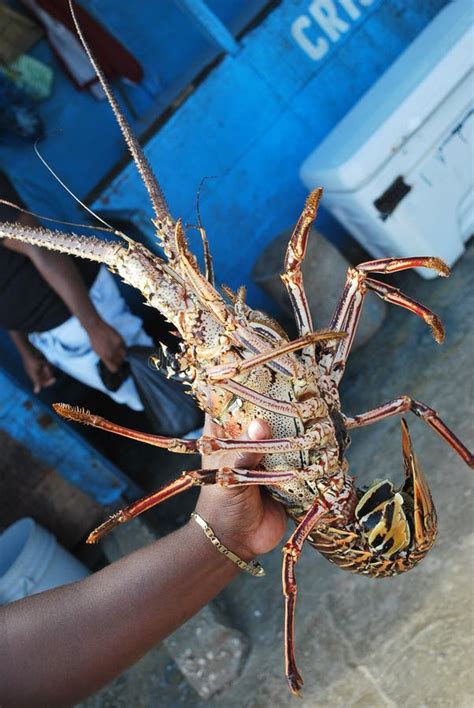 Fresh Lobster In Arm Stock Image Image Of Rock Scary 134054675