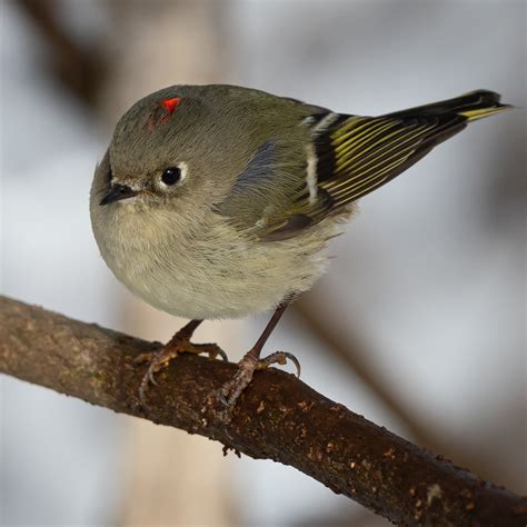 Ruby Crowned Kinglet D500 200 500mm Rbirding