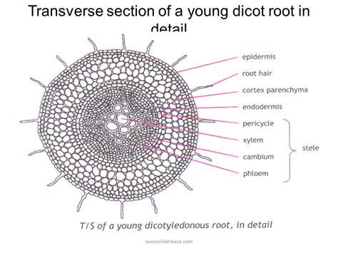 Transverse Section Of A Young Dicot Stem In Plan