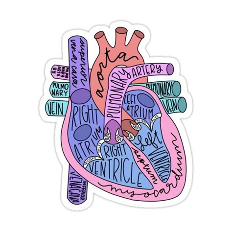 Anatomical Heart Sticker By Jaquemv Medical Stickers Nurse Stickers