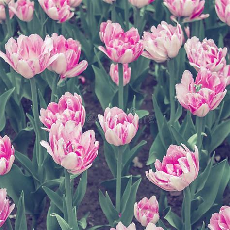 Pink Tulips Spring Meadow Background Stock Image Image Of Tulips