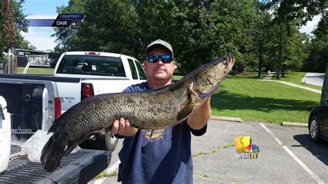 Man Catches Record Setting Snakehead Fish