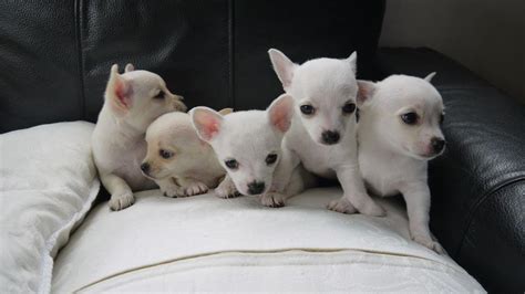 Chihuahua Puppies For Sale Fort Worth Tx 105163