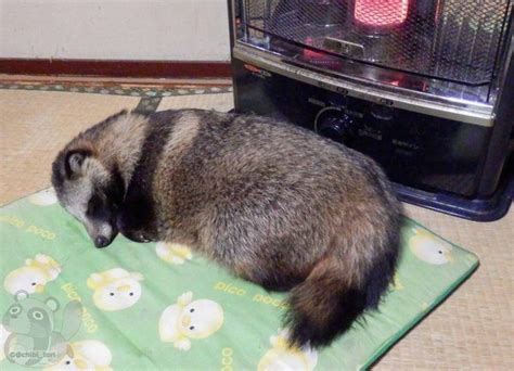 Japanese Raccoon Dog Is Taking The World By Storm