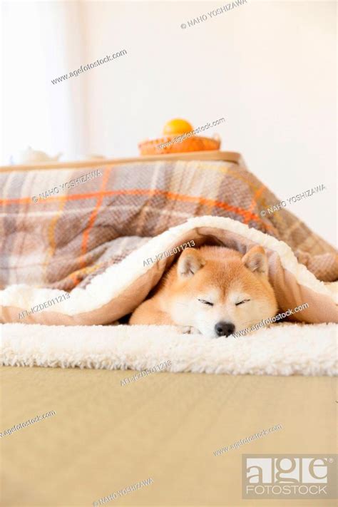 Shiba Inu Dog Under Kotatsu Table Stock Photo Picture And Rights