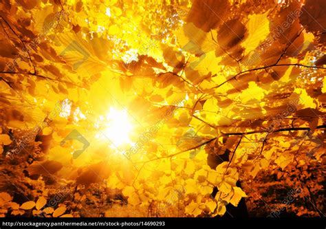The Sun Shining Through Autumn Leaves Lizenzfreies Bild 14690293