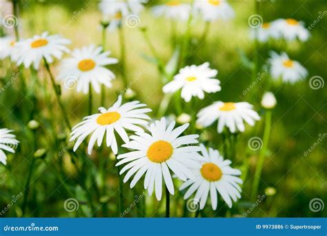 Summer Daisies Stock Photo Image Of Growth Blossoms 9973886