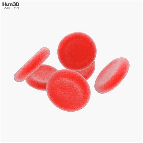 Red Blood Cell 3d Model Anatomy On Hum3d