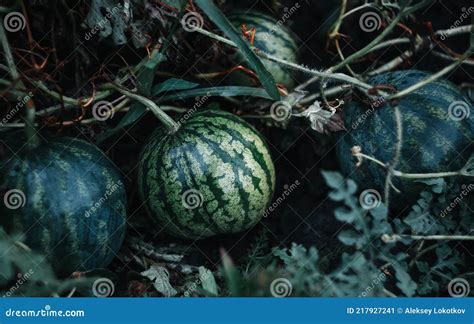 Green Watermelon Growing In The Garden On The Ground Damp From Rain