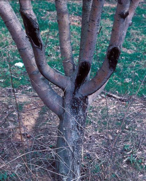 How To Identify And Control Bot Rot On Apple Trees