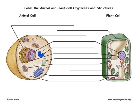 Animal Vs Plant Cells Nice Unlabeled Diagrams Exploring Nature