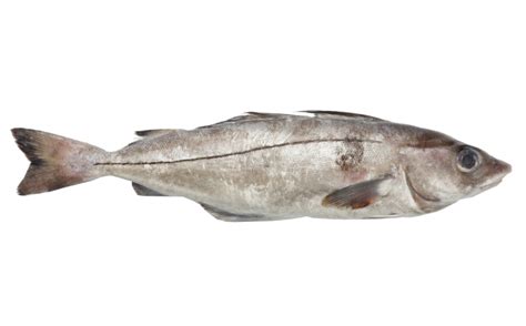 Haddock is the fish of cod family which is found in north atlantic. Products - Mistral Seafoods