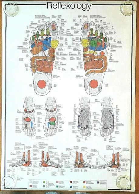 Reflexology Foot Diagram Poster Vintage 1994 Anatomy Chart 5 Languages