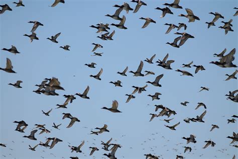 Bird Migration Archives Wild About Utah