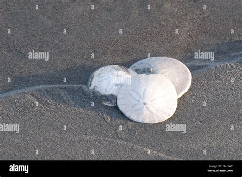 A Trio Of Sand Dollars On The Beach Photographed At Ocean Shores Wa