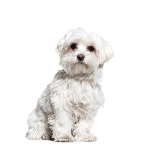 Premium Photo Maltese Dog Sitting