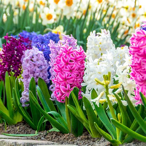 Fragrant Hyacinth Mix Shop Bulbs Spring Hill Nurseries