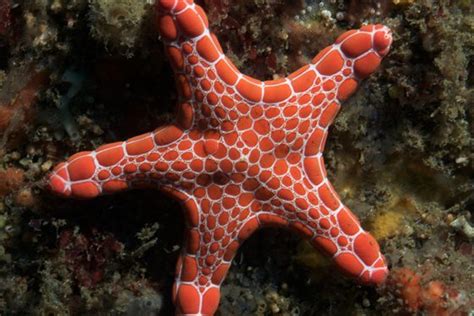 Underwater Sydney Biscuit Star