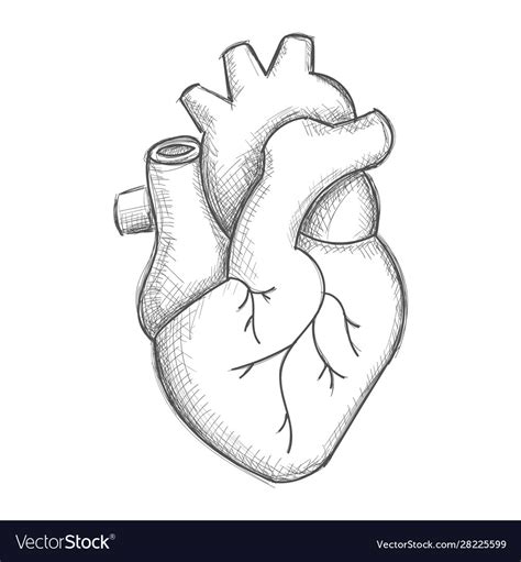 Real Human Heart Images Drawing Pic Dome